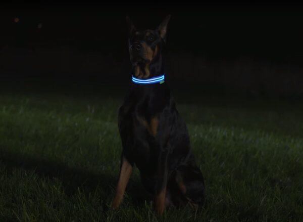 Verlichte led honden halsband webypet